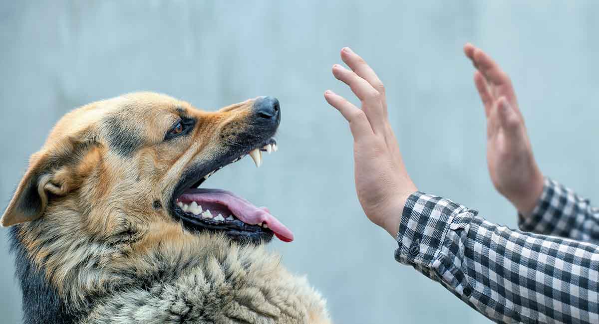 ۳۵ مصدوم ناشی از حمله سگ طی چهارماه نخست سال