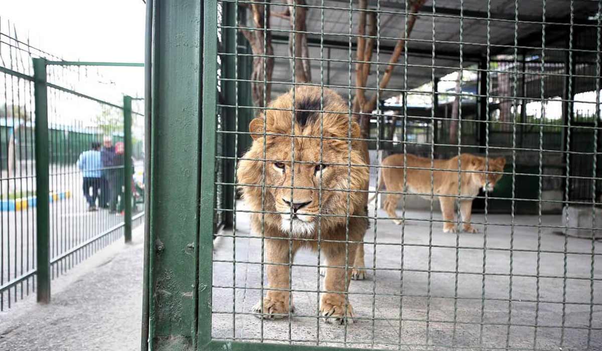 حیوانات باغ وحش وکیل آباد قربانی خودخواهی های صاحبان آن شدند