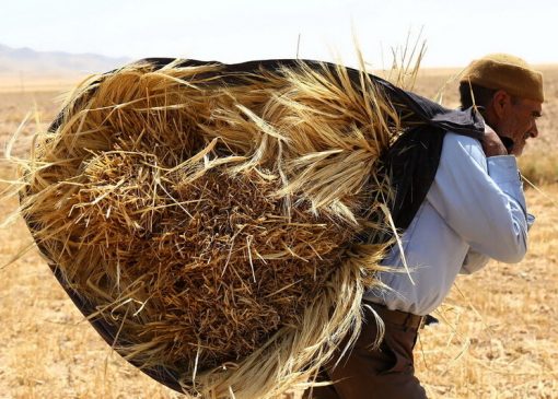 قیمت خرید گندم برای سال زراعی آینده تعیین شد
