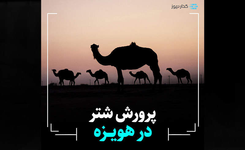 پرورش شتر در هویزه