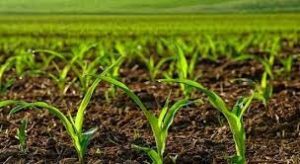 چگونه با نانو راندمان کشاورزی را افزایش دهیم؟