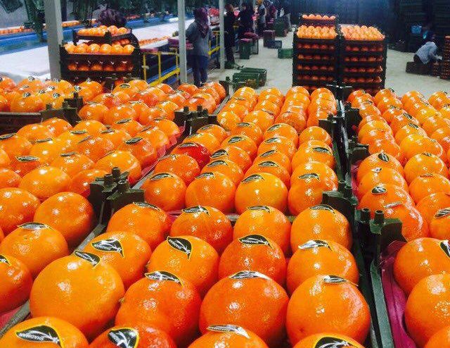 صادرات پرتقال، نارنگی و سیب درختی با نصف تعهد ارزی قبل