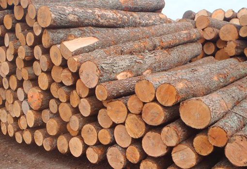 آزاد شدن واردات چوب از روسیه