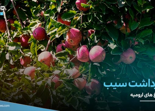 تصاویر/برداشت سیب از باغ های ارومیه