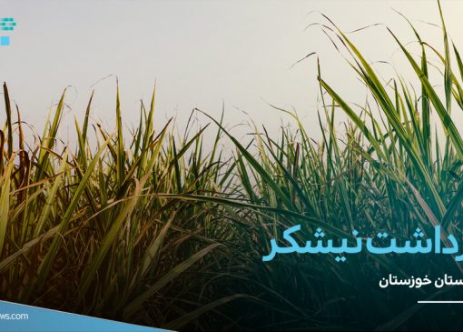 تصاویر/ آغاز برداشت محصول نیشکر در خوزستان