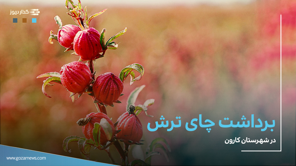 برداشت چای ترش در شهرستان کارون