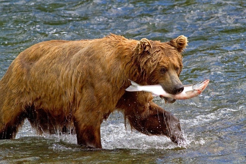 لحظه شگفت انگیز شکار ماهی توسط خرس