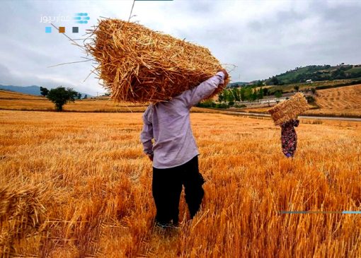 تفاوت قیمت جهانی گندم با ایران چقدر است؟