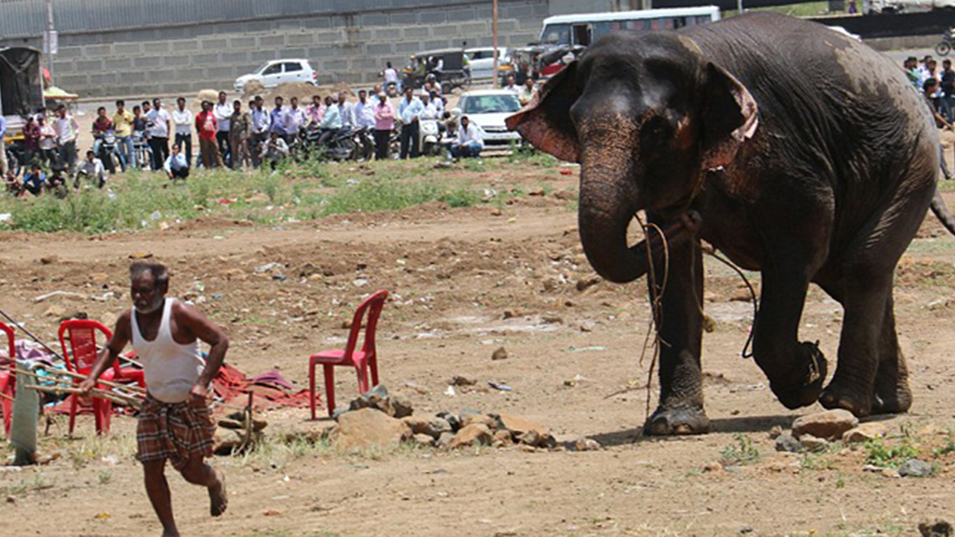 حادثه هنگام فیل سواری در هند