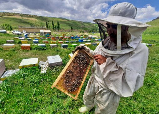پیش بینی کاهش ۲۰درصدی تولید عسل در کشور