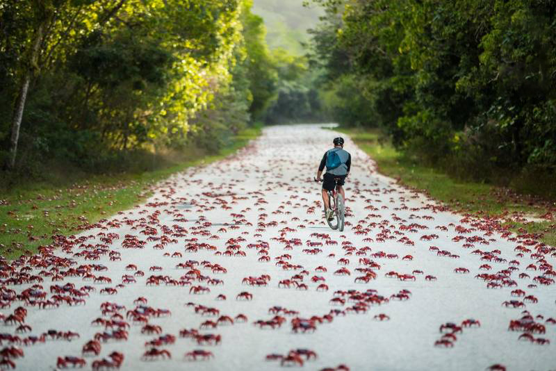 راهپیمایی میلیونی خرچنگ‌های قرمز