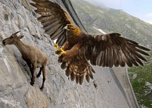 احمقانه‌ترین روش عقاب برای شکار بز کوهی!