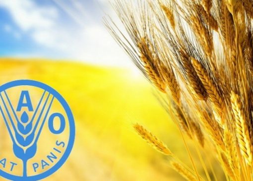 رشد 25درصدی تولید گندم ایران در سال زراعی 2022