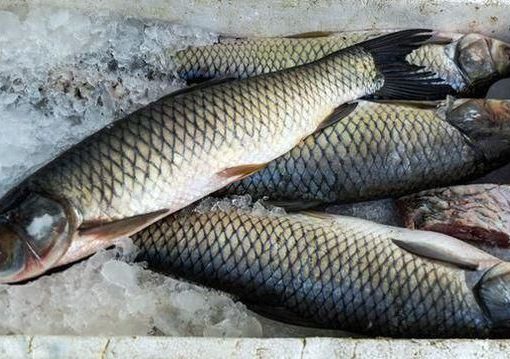 قیمت انواع ماهی در چهارشنبه ۲ آذر