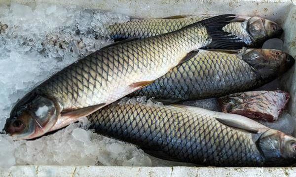 قیمت انواع ماهی در چهارشنبه ۲ آذر