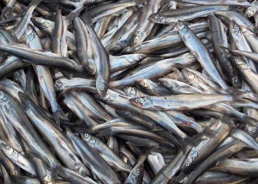 قیمت انواع ماهی در پنجشنبه ۳ آذر