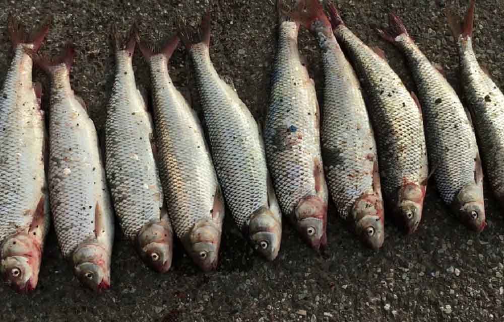 قیمت انواع ماهی در ۲۴ آبان ۱۴۰۱