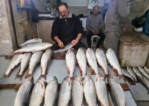 قیمت انواع ماهی در ۲۶ آبان