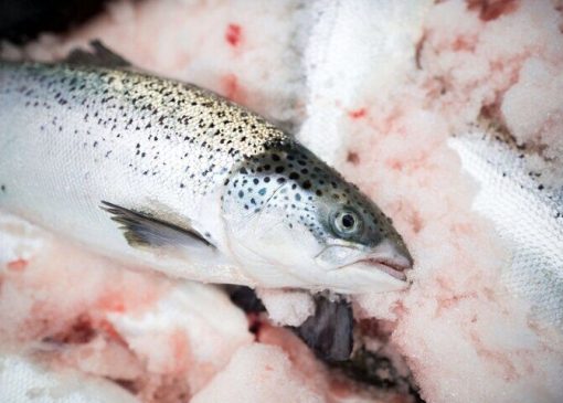 قیمت انواع ماهی در پنجشنبه ۱۰ آذر