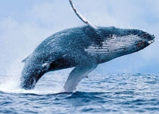 نهنگ اتریوم