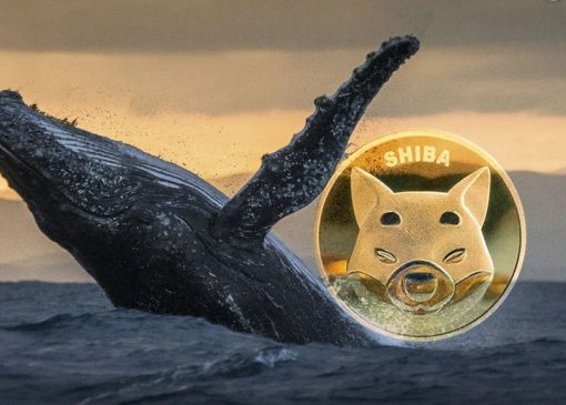 نهنگ شیبااینو